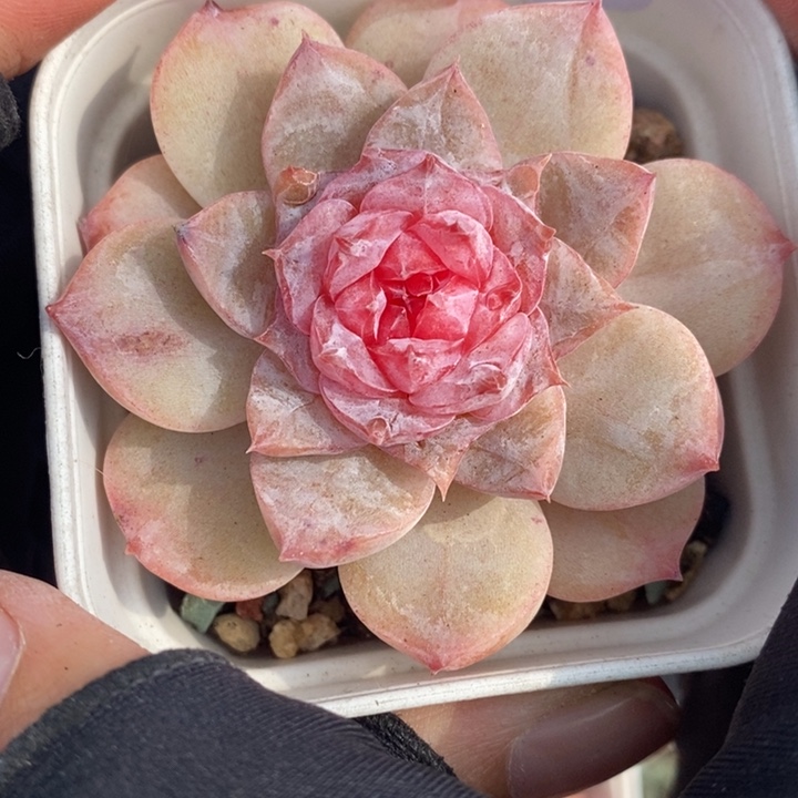 1207-551。糖心多肉