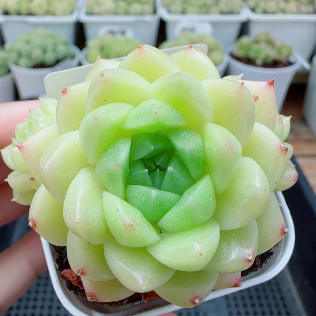 【闪购商品】0417-132包子麦杆