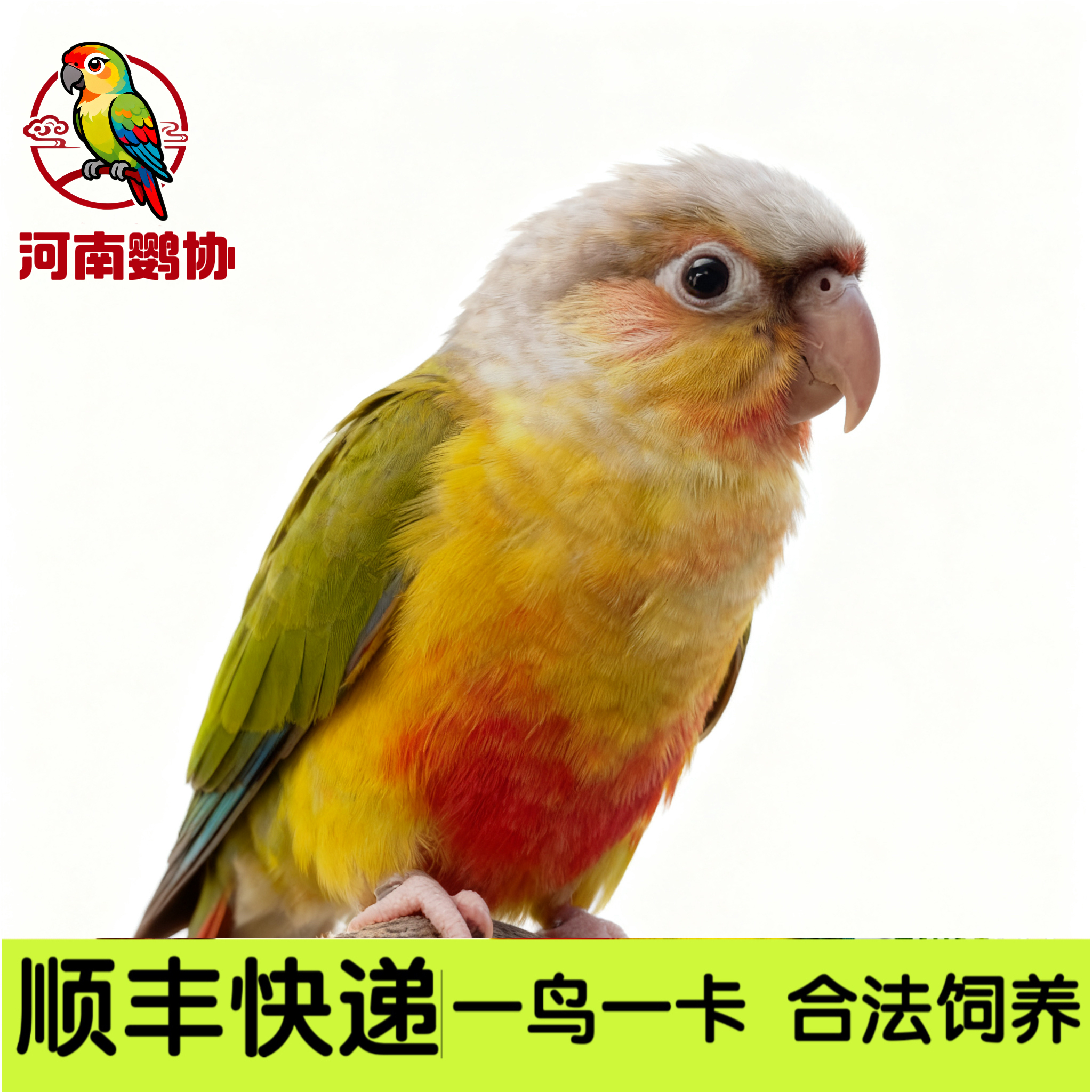 《河南鹦协》鹦鹉专拍