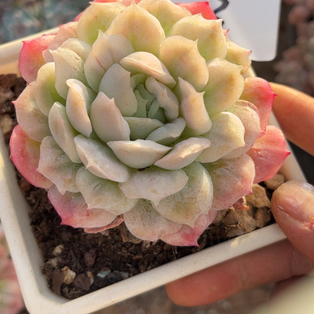 叮***糖12.6-3泡泡纱裙11111111