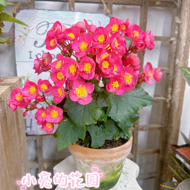 【赫拉公主】新品海棠多年生室内花卉 只包到手不包养护