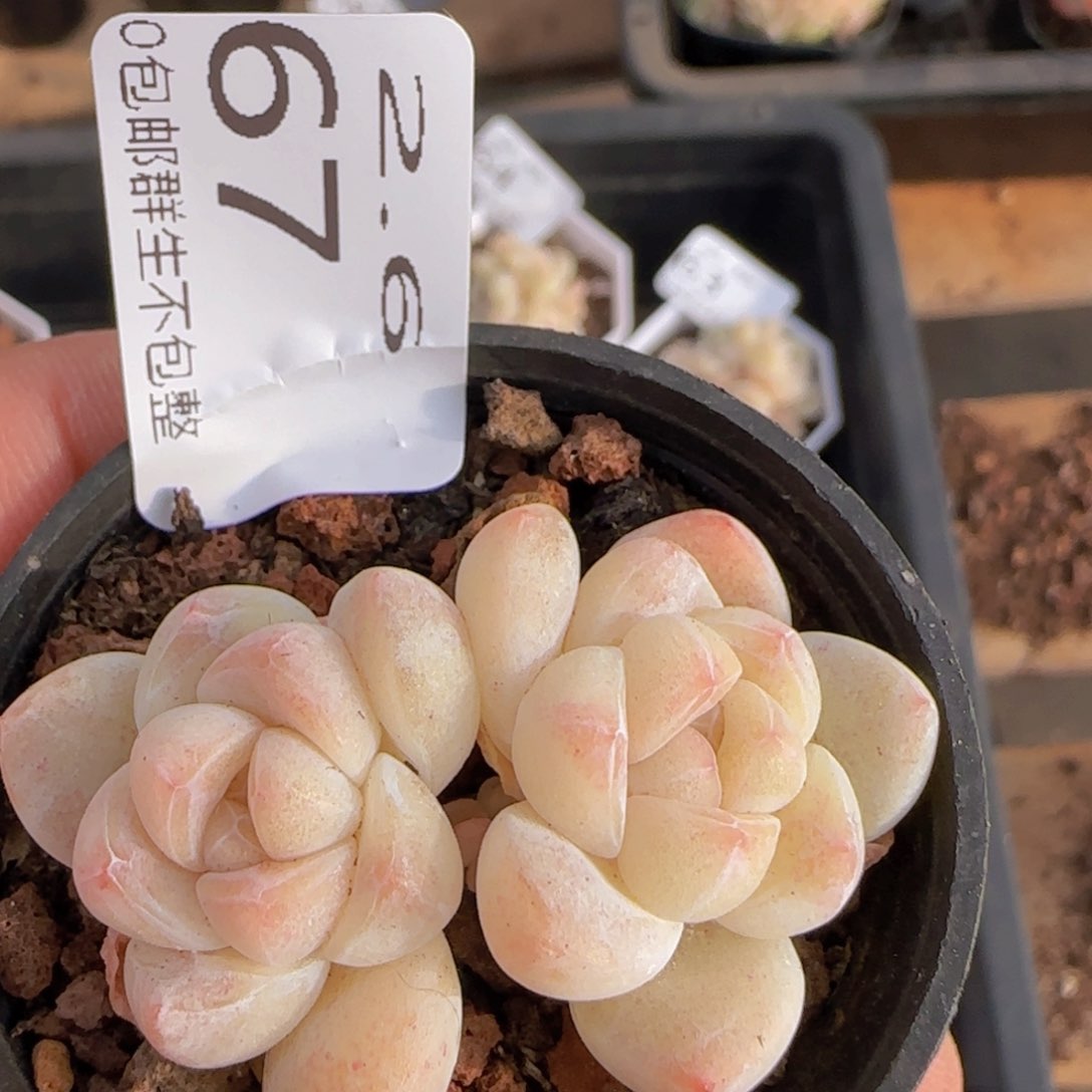 小脸冰玉双头一颗脱土