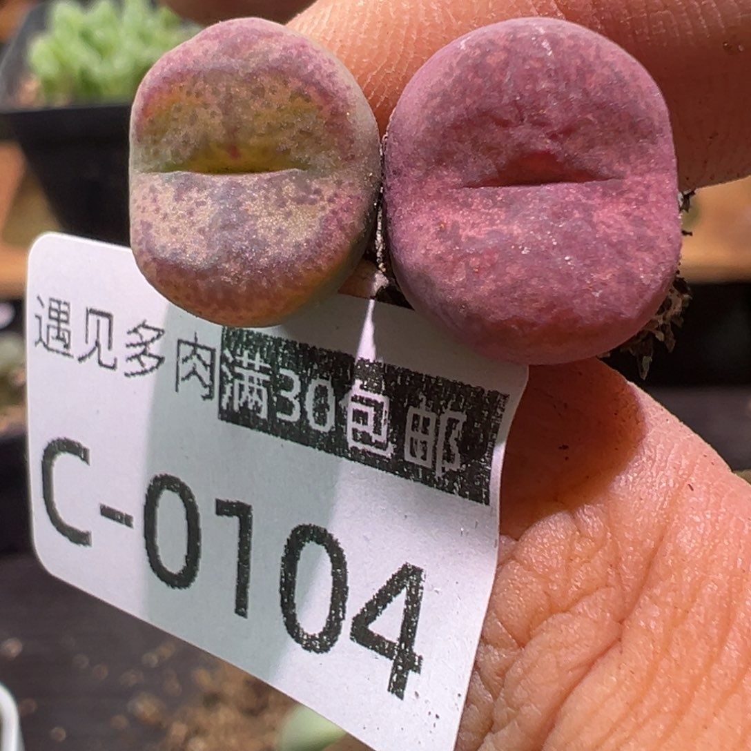 多肉植物11111111111111