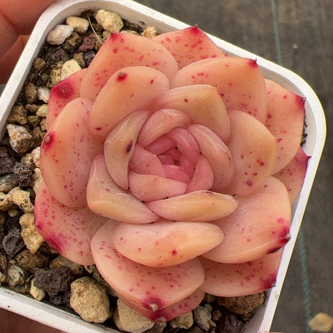 s****。325 多肉植物组合盆栽