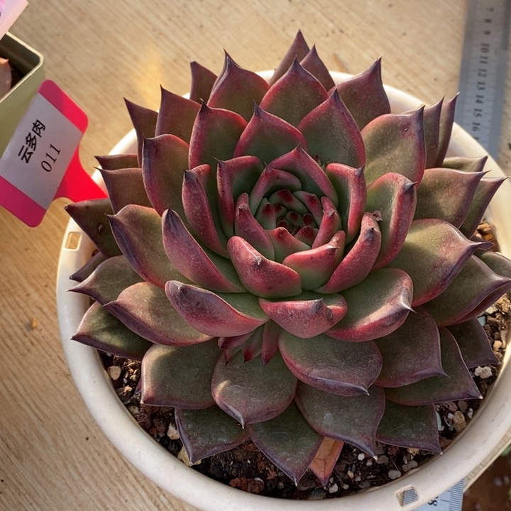 随***欲摩根011号直播福利