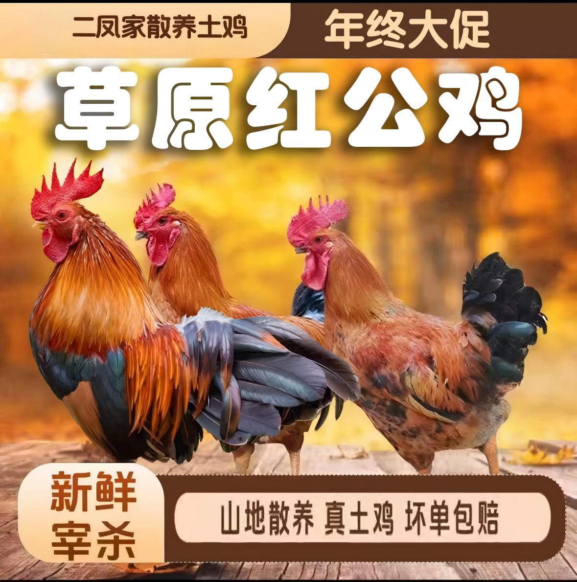 三只散养草原红大公鸡加一斤鸡胗一斤鸡心（共重10斤）