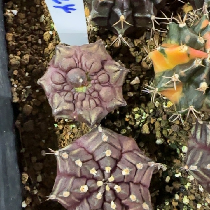 224-0125泰国发货多肉