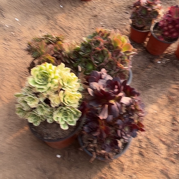 086多肉植物瑕疵特价，