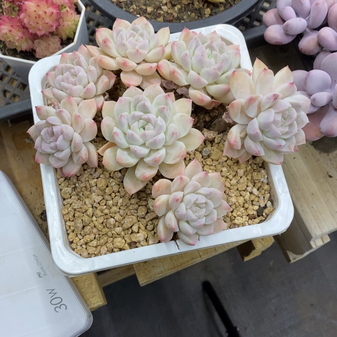 精品多肉一物一拍不包整141