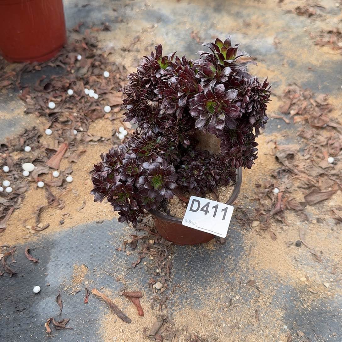 411黑法师一颗微瑕