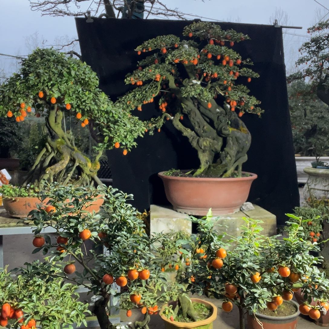 金弹子盆景喜欢的来