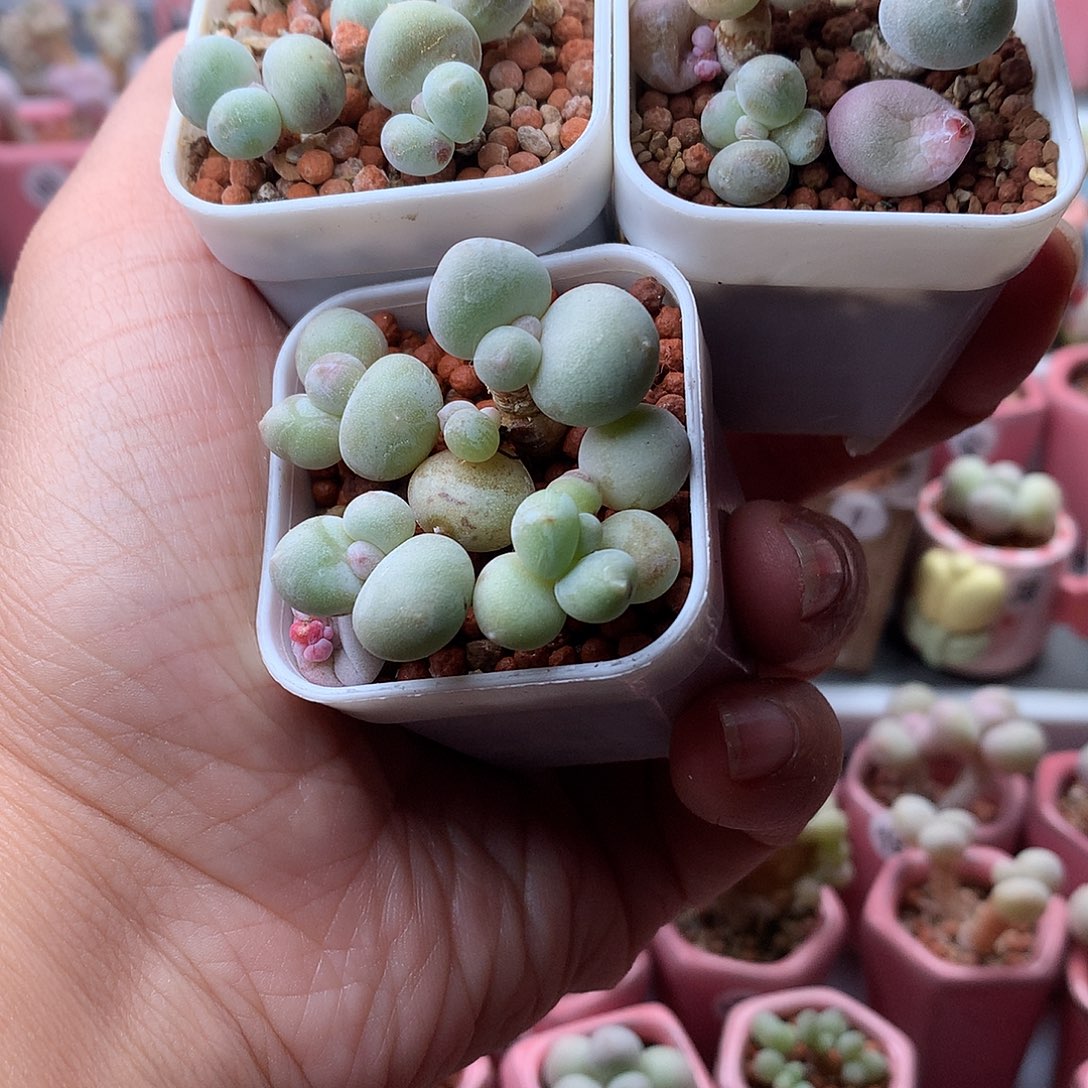 萤***鞋各种奶酪带盆发货