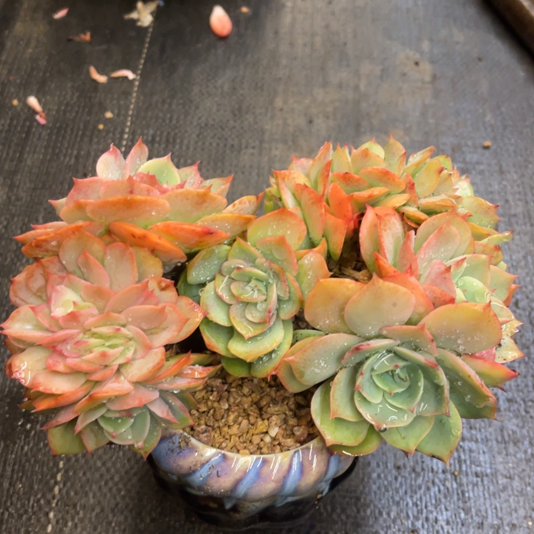 铭***心868686886868686868686