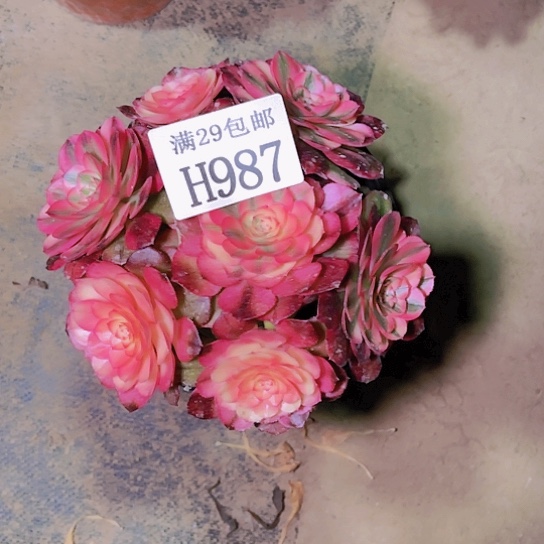 987荔枝多肉植物