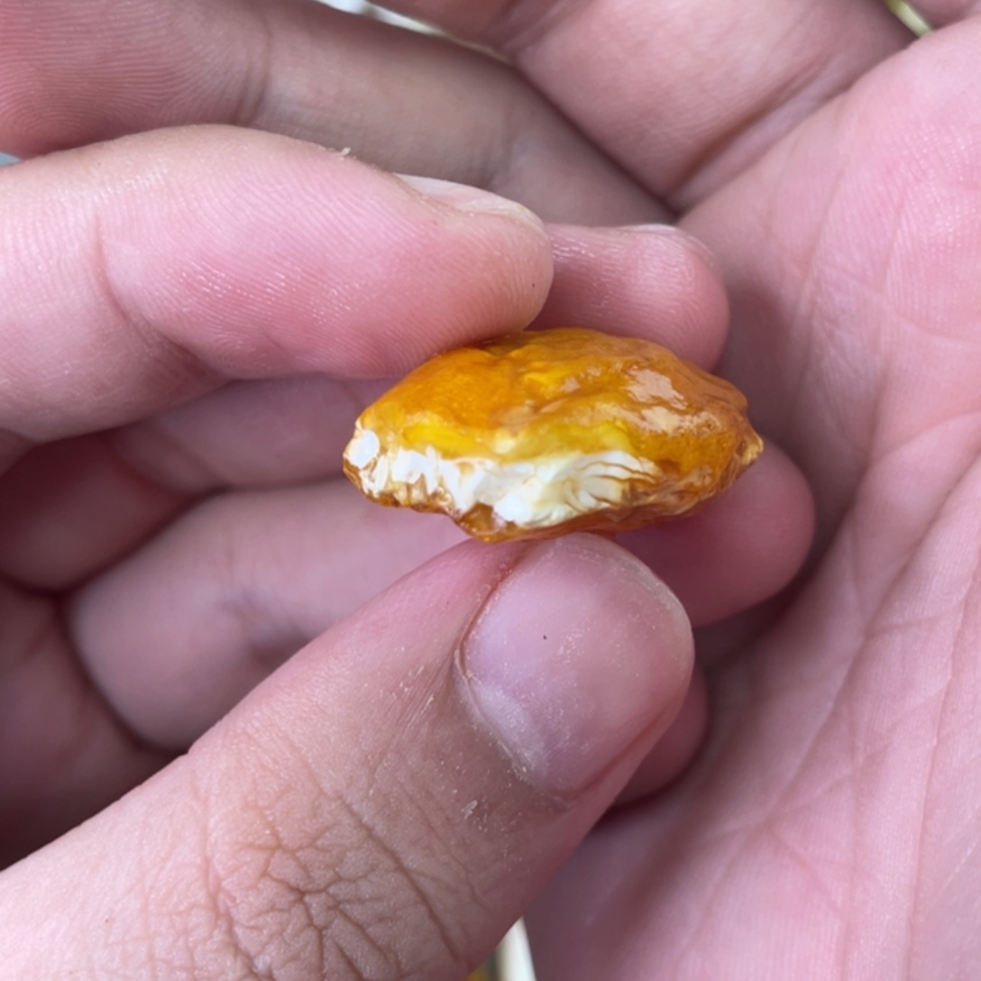 定制琥珀天然琥珀9老型2颗