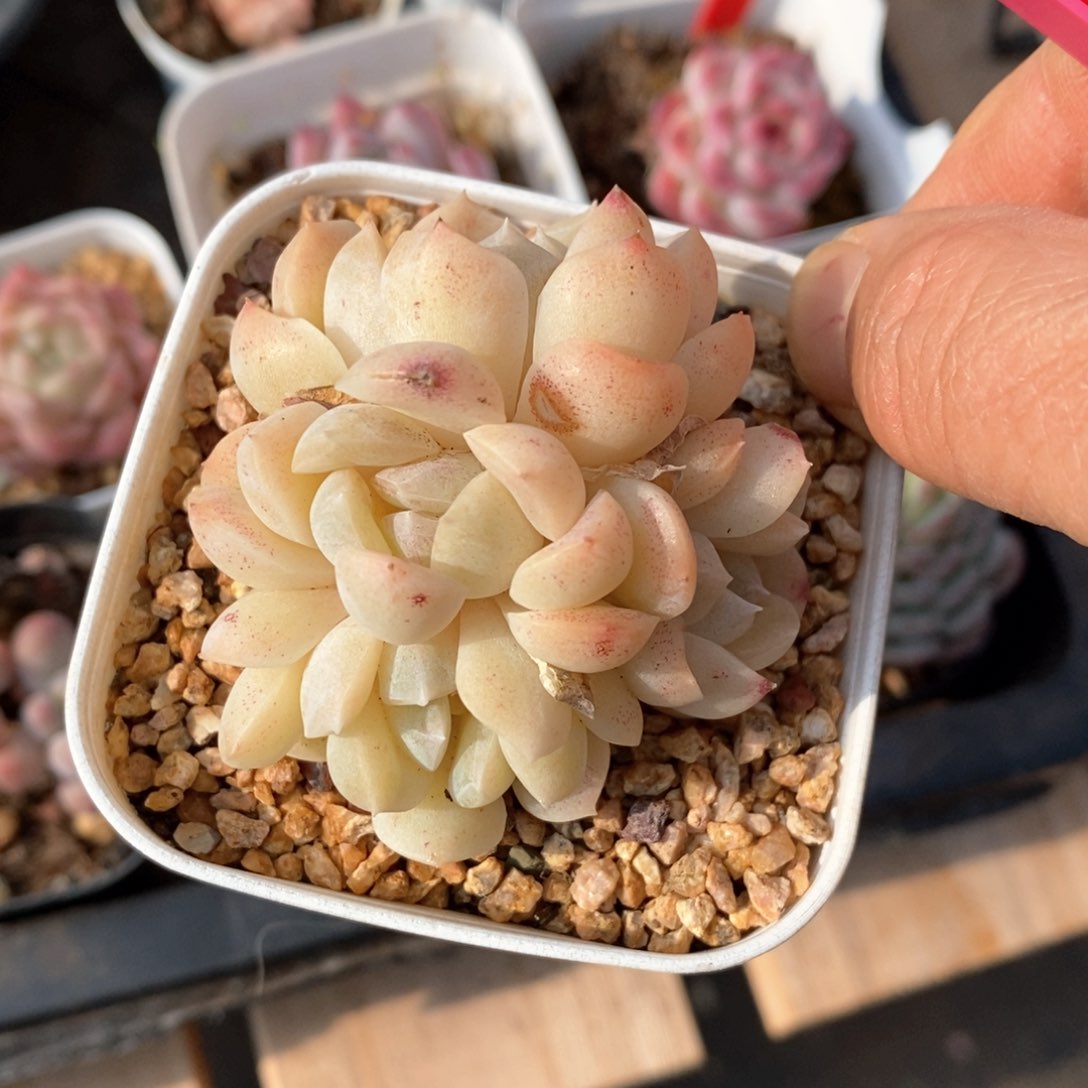 精品多肉一物一柏不包整25