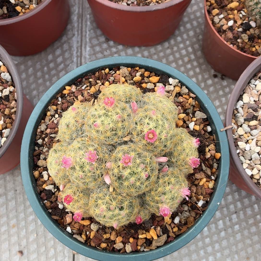 贺***r无花朵明星！！！！！！！！！