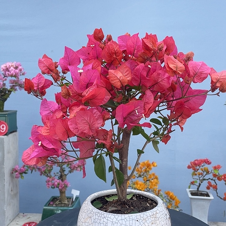 完全开放一物一拍