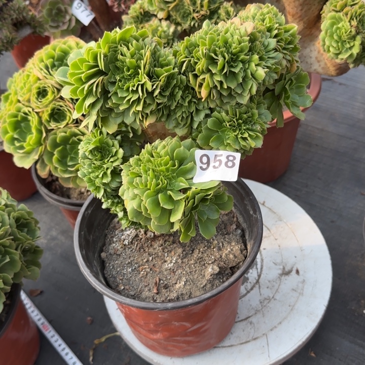 多肉植物绿羊绒958