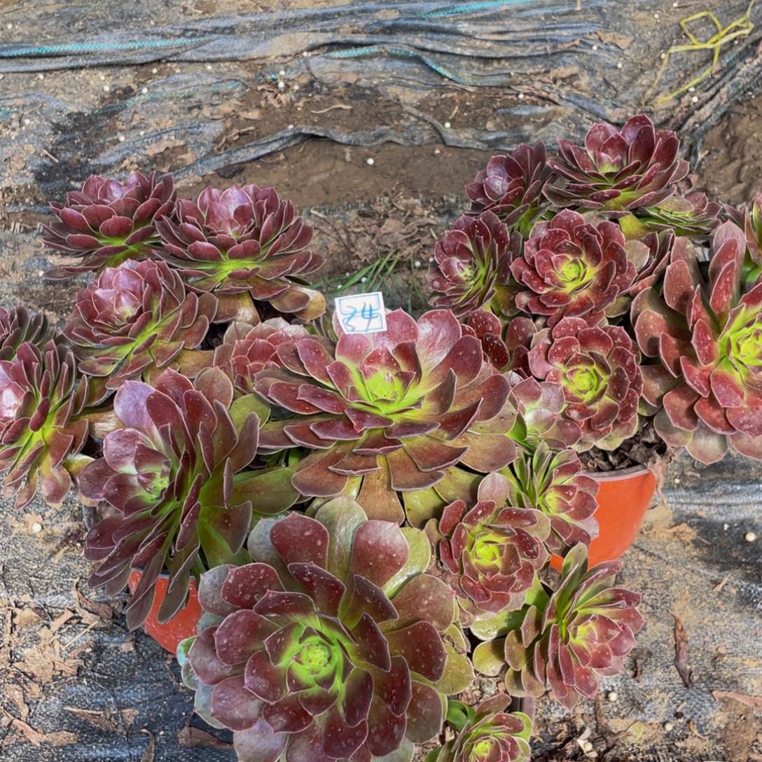 34鲜花老桩不包断枝造型34鲜花