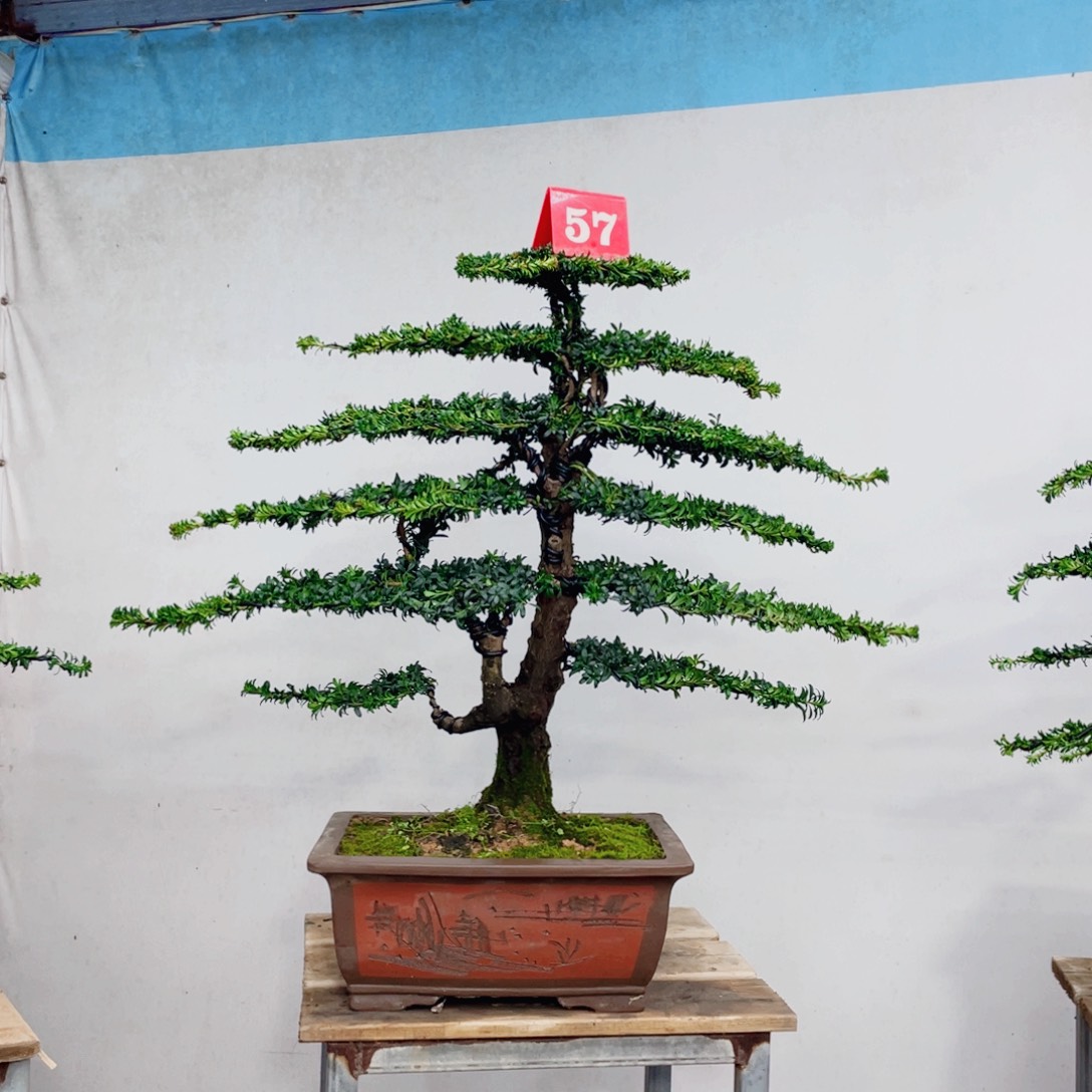 张***江完全开放罗汉松造型艺术