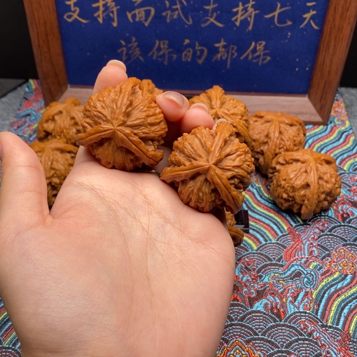 【闪购商品】鹍白狮