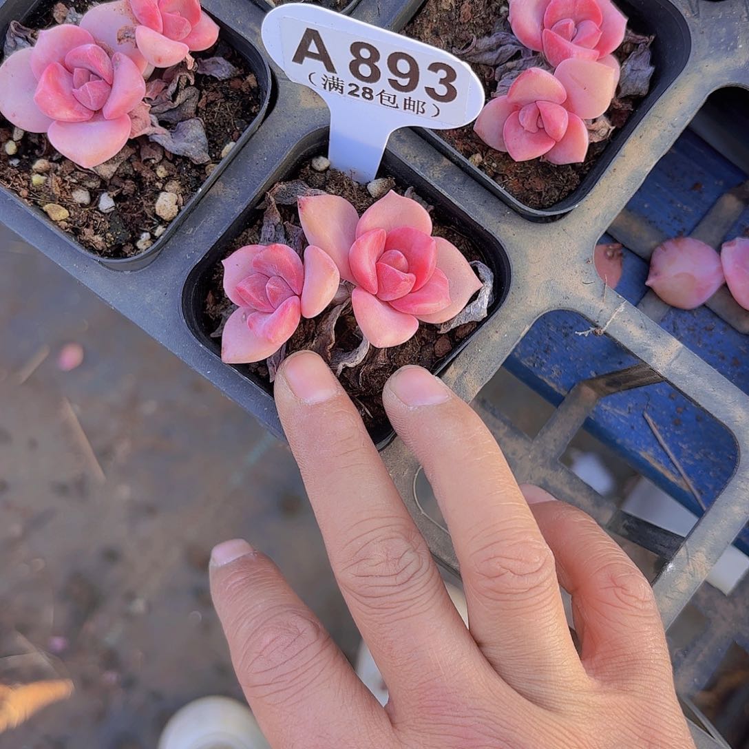 A893彩虹糖一物一拍