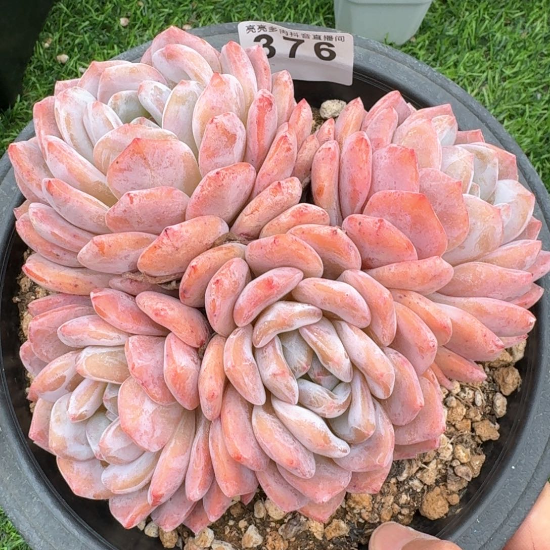 四头群生整装         多肉植物