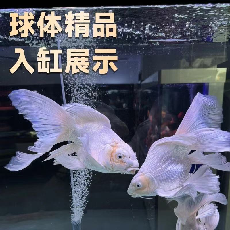 白短身精选蝴蝶鲤鳍尾飘逸冷热水观赏鱼好养淡水鱼