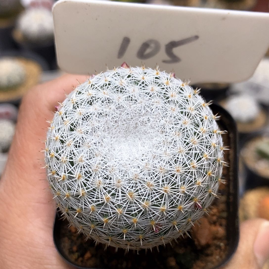 白丽福利特价来了