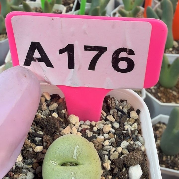 176mmmmmmmmmmmmm