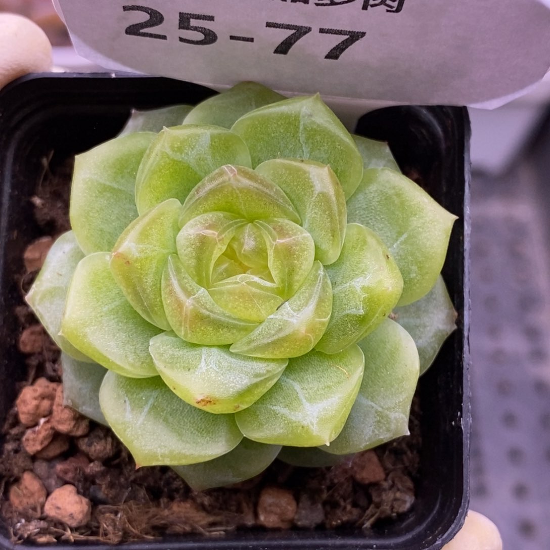 【闪购商品】25-77无尽灯