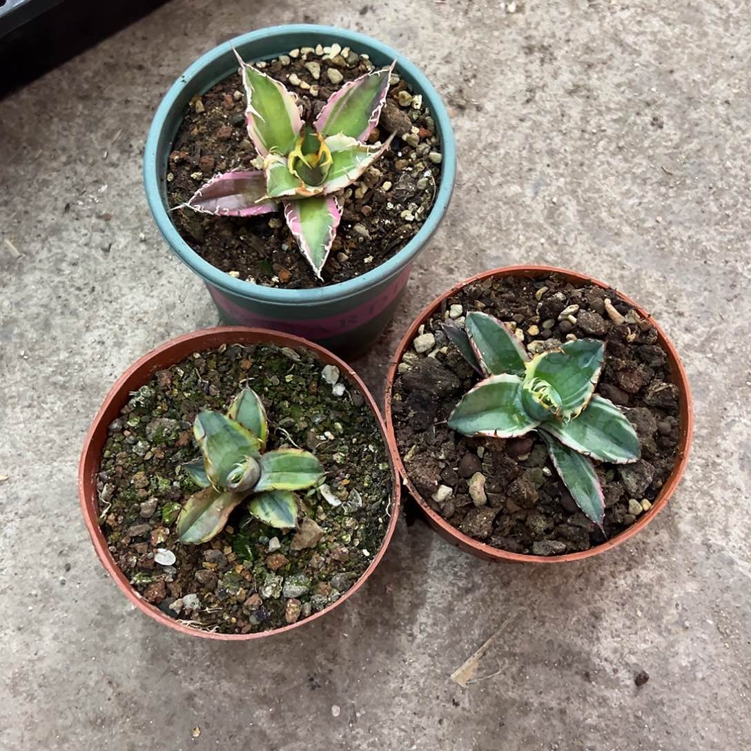 愛*凯撒，蓝鲸黄，蓝鲸白