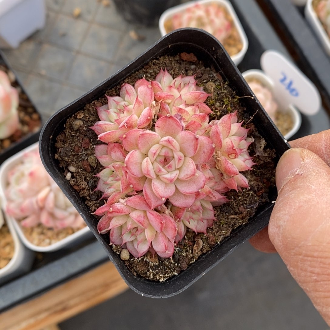 精品多肉一物一拍不包整619