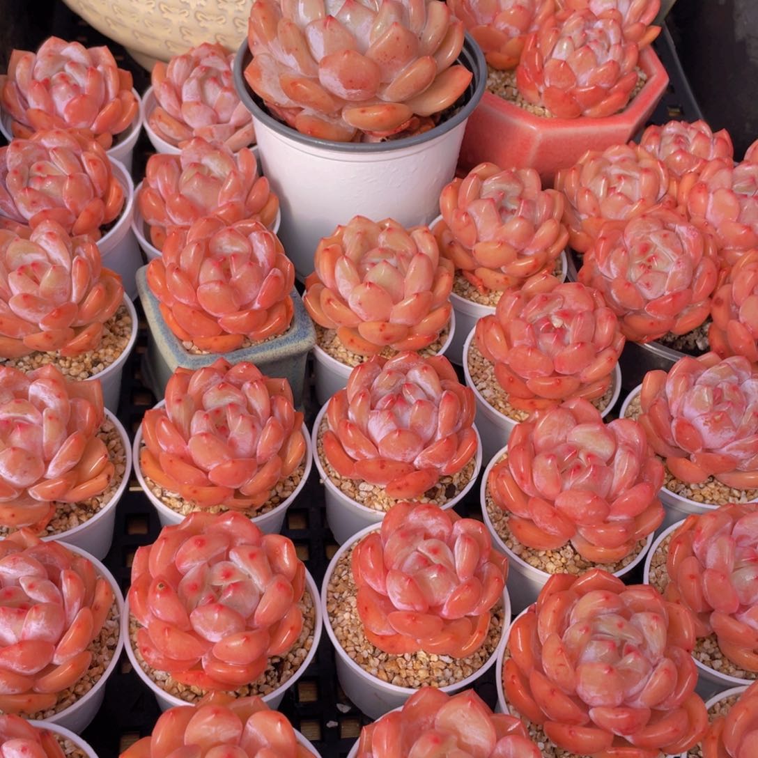 量拍66号 果冻韩版仙女橙单头5个