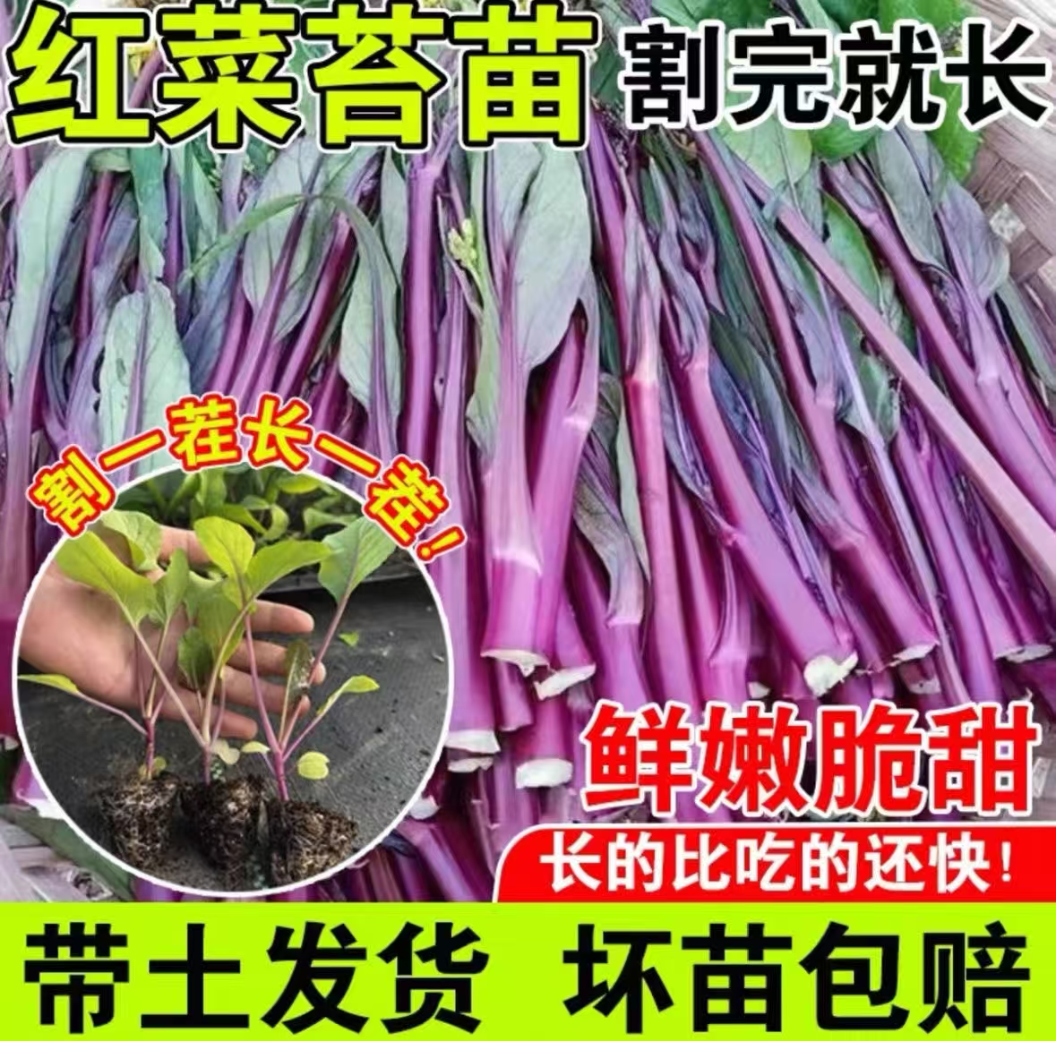 红菜苔秧苗四季农家菜园种植蔬菜苗高产耐热菜心菜苔多茬采收秧苗