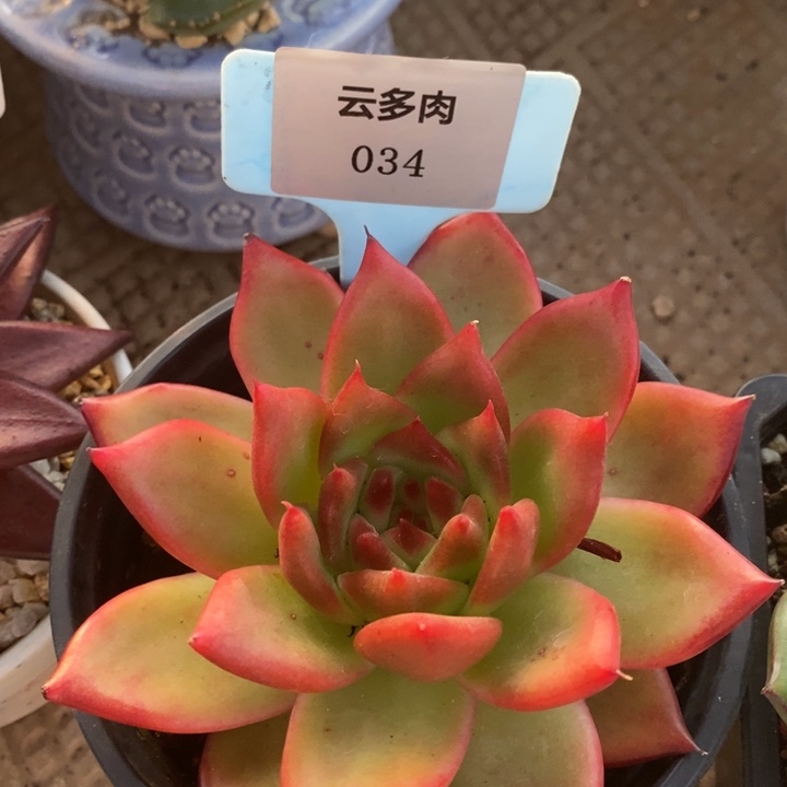 034- 开播福利 凯亚