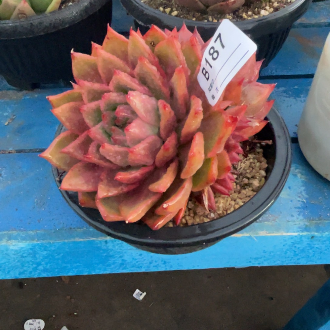 无花朵若如东云单拍B187