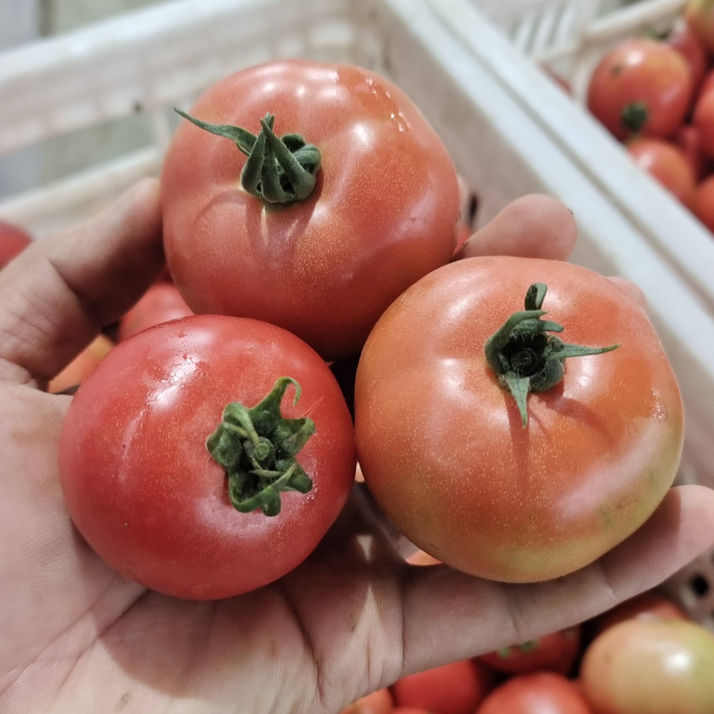 河南农大优七口感番茄4.5-5斤