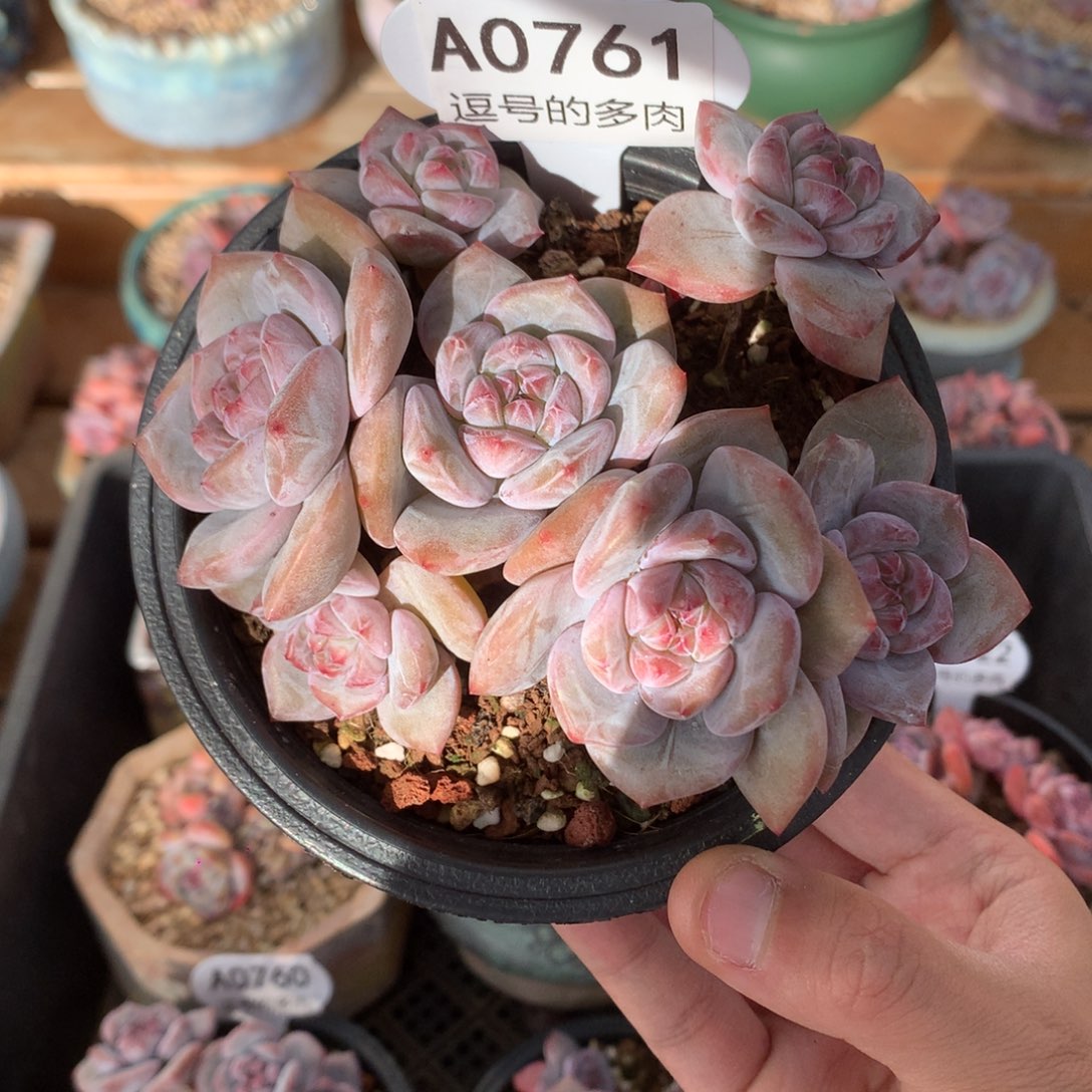 多****A0761 突尼斯趴地 有砍12cm