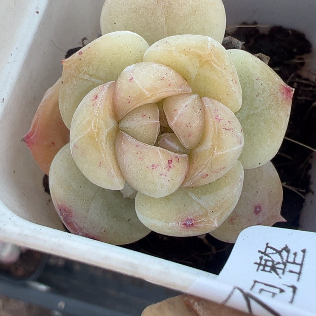 小卡拉米糖心一物一拍15-140