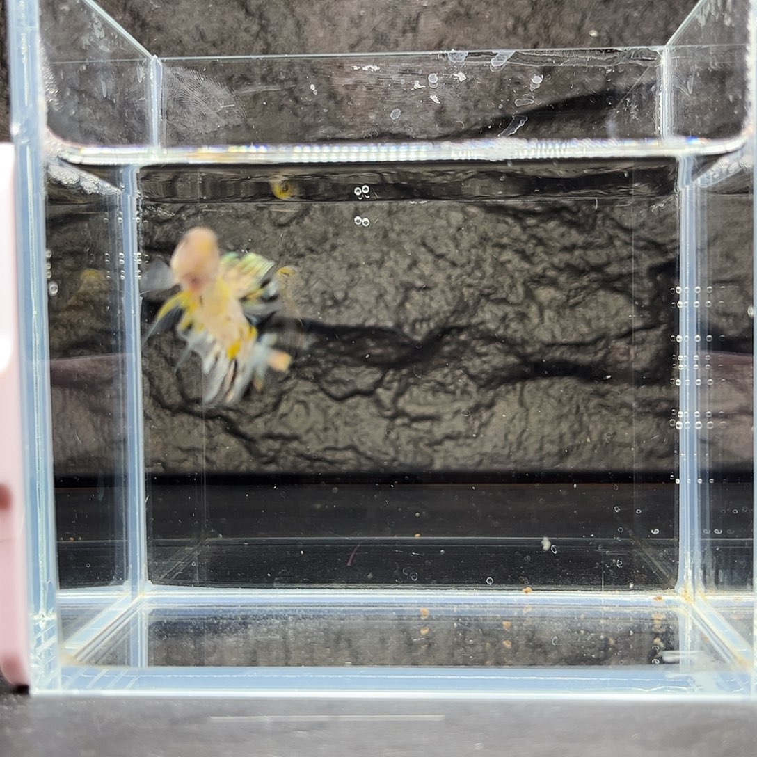 海水鱼宙斯斗鱼竞拍12-12