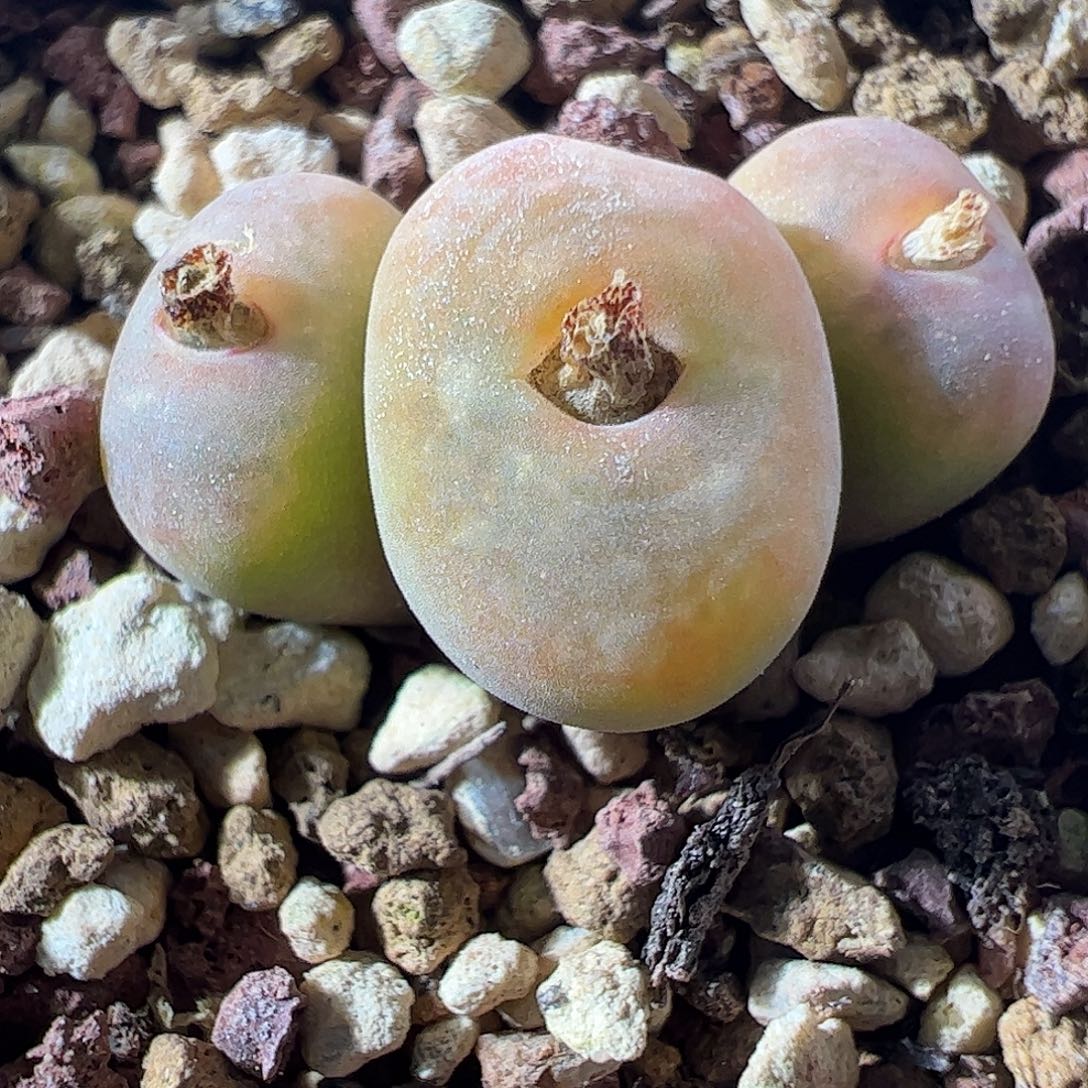 一物一拍脱土发。    309