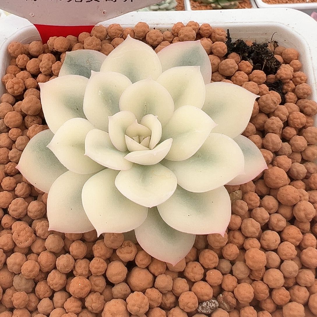 181号月亮仙子锦多肉植物
