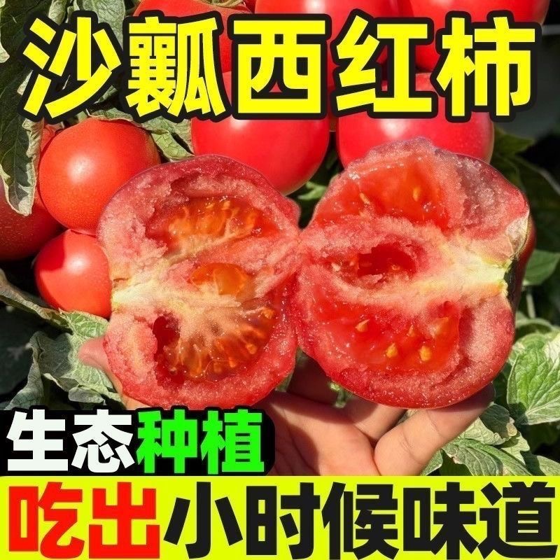 【不抹药】露天自然熟西红柿沙瓤带籽老品种新鲜现摘自然成熟番茄