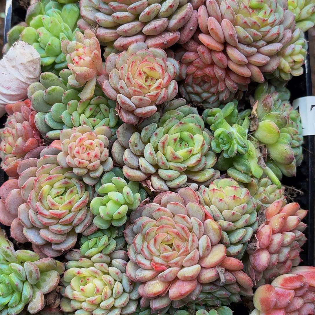 粉***糖多肉植物多肉植物179