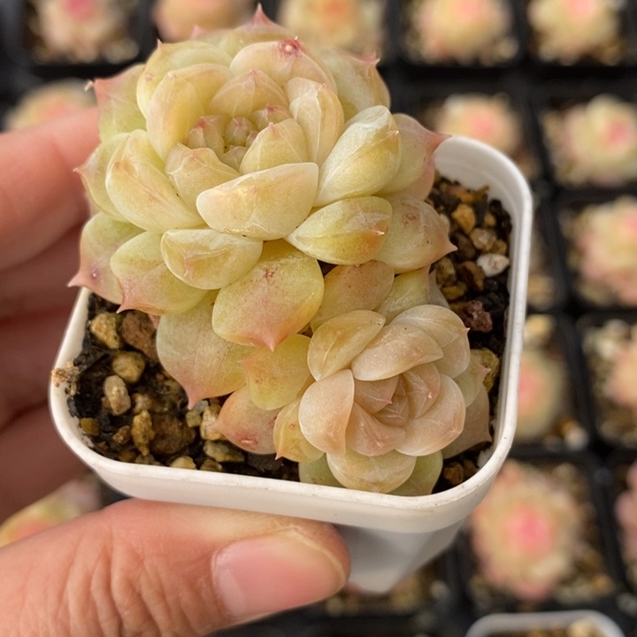 冰琉璃 11111112.29