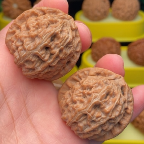 把件文玩核桃白狮子37全品
