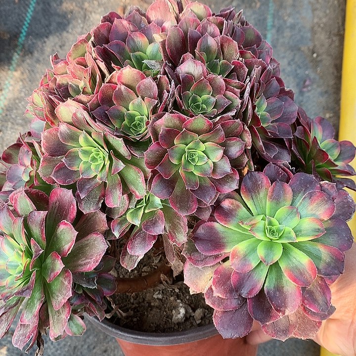 750安娜多肉植物