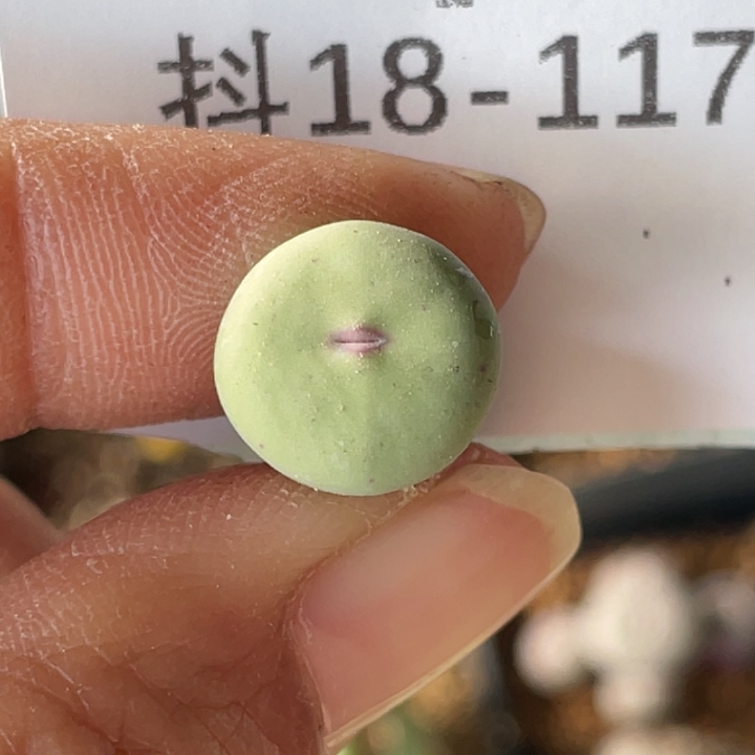 18-117嘴多肉植物肉锥